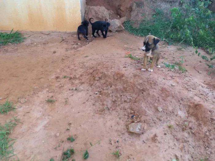 Cachorro ra a Vira lata idade 2 a 6 meses nome Sem nome
