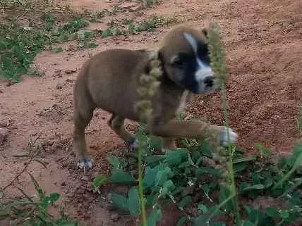 Cachorro ra a Vira lata idade 2 a 6 meses nome Sem nome