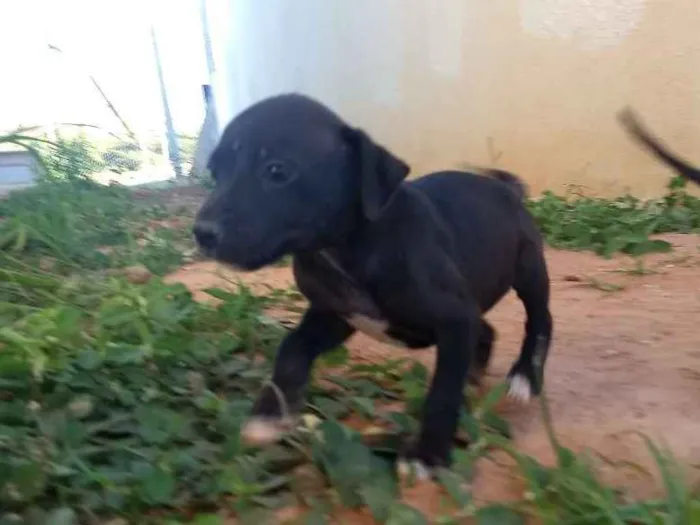 Cachorro ra a Vira lata idade 2 a 6 meses nome Sem nome