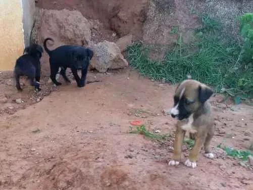 Cachorro ra a Vira lata idade 2 a 6 meses nome Sem nome