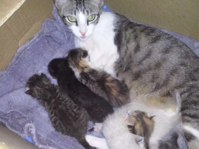 Gato ra a SRD idade 2 a 6 meses nome s/ nome