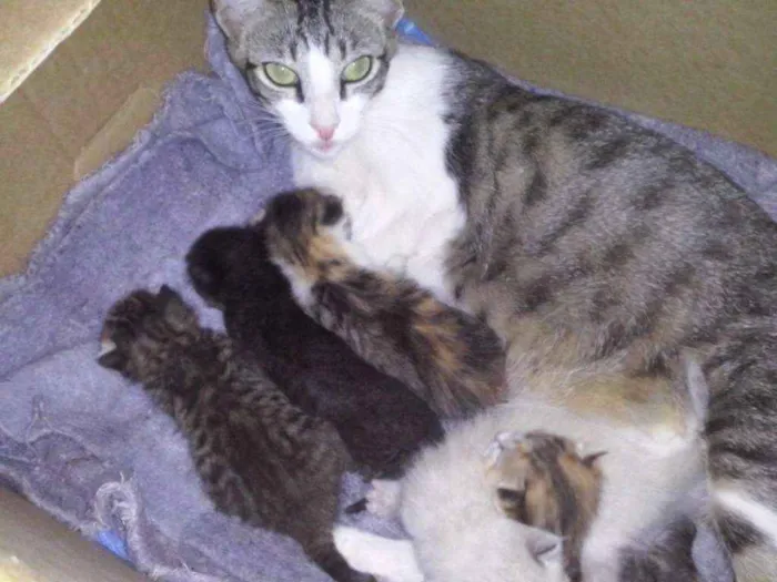 Gato ra a SRD idade 2 a 6 meses nome s/ nome