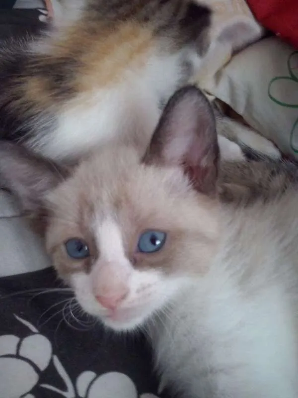 Gato ra a SRD idade 2 a 6 meses nome s/ nome