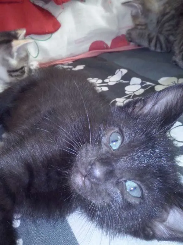 Gato ra a SRD idade 2 a 6 meses nome s/ nome
