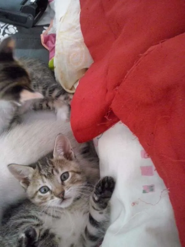 Gato ra a SRD idade 2 a 6 meses nome s/ nome