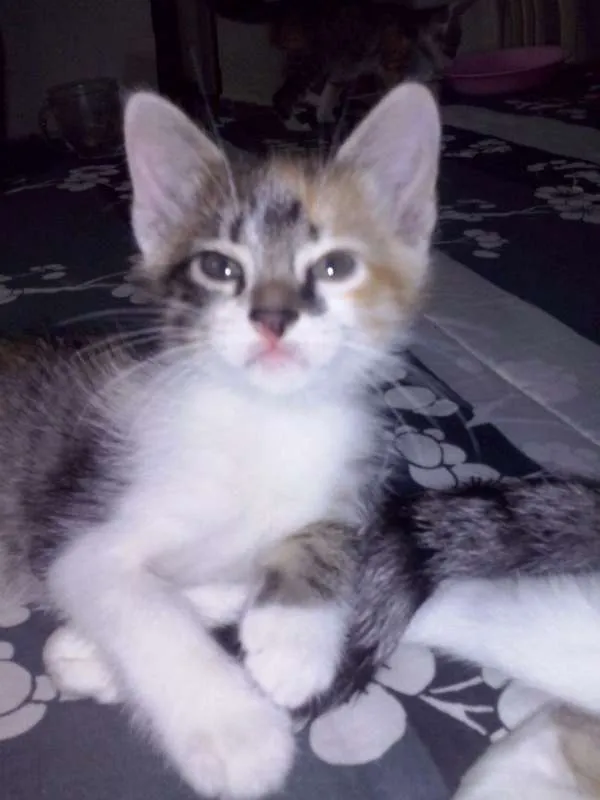 Gato ra a SRD idade 2 a 6 meses nome s/ nome