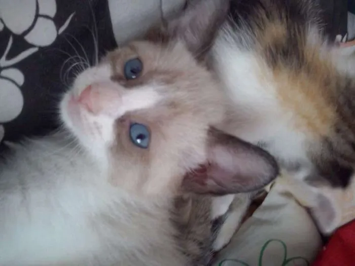 Gato ra a SRD idade 2 a 6 meses nome s/ nome