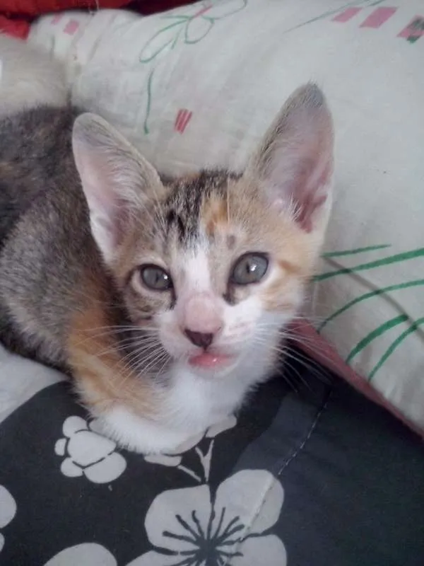 Gato ra a SRD idade 2 a 6 meses nome s/ nome