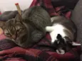 Calvin/ Boris/ Amora