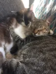 Calvin/ Boris/ Amora