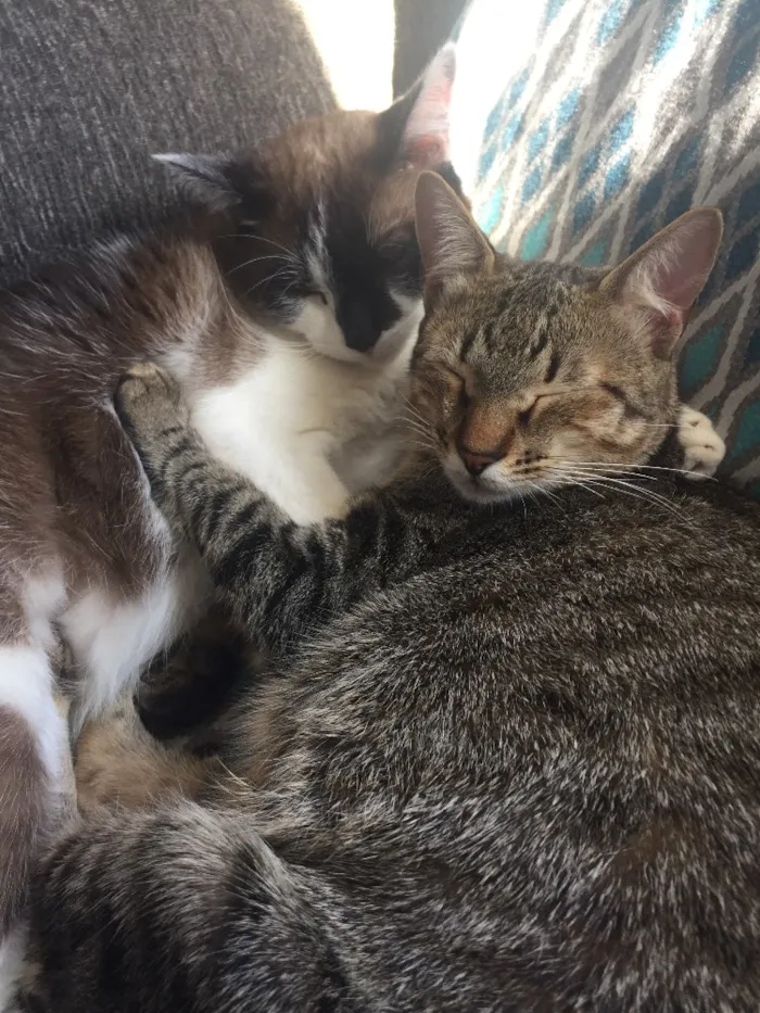 Gato ra a SRD idade 2 anos nome Calvin/ Boris/ Amora