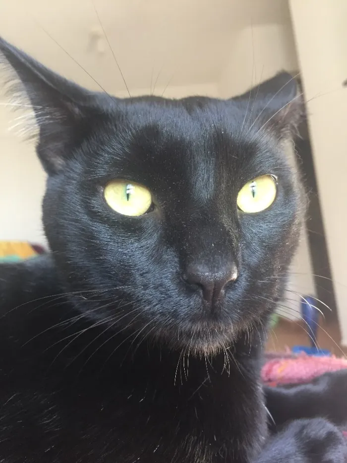 Gato ra a SRD idade 2 anos nome Calvin/ Boris/ Amora
