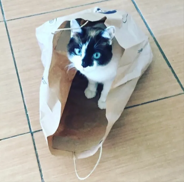Gato ra a SRD idade 2 anos nome Calvin/ Boris/ Amora