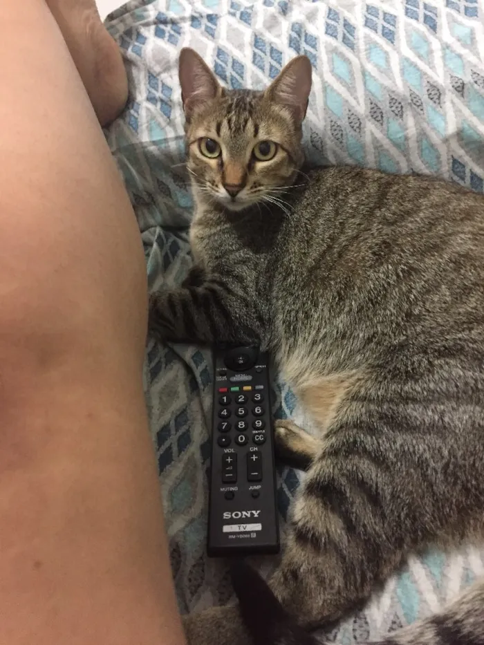 Gato ra a SRD idade 2 anos nome Calvin/ Boris/ Amora