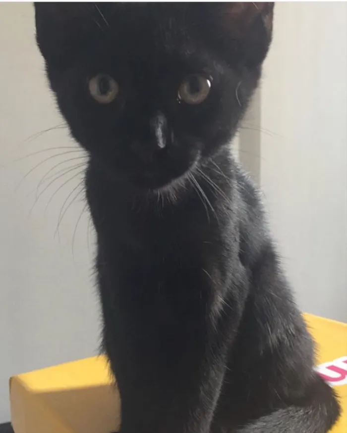 Gato ra a SRD idade 2 anos nome Calvin/ Boris/ Amora
