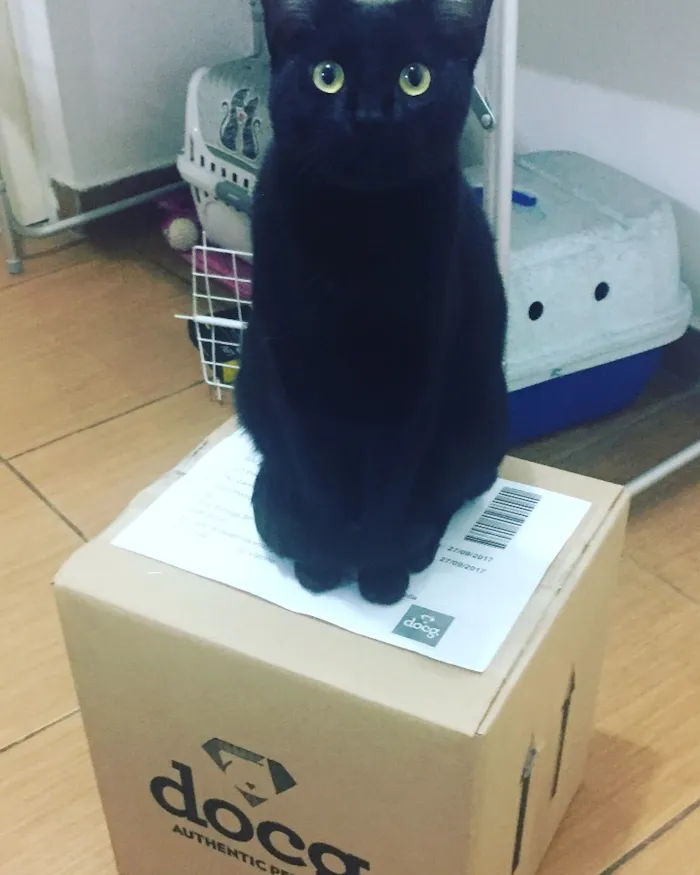 Gato ra a SRD idade 2 anos nome Calvin/ Boris/ Amora