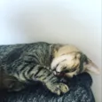 Calvin/ Boris/ Amora