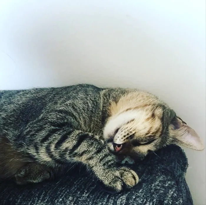 Gato ra a SRD idade 2 anos nome Calvin/ Boris/ Amora