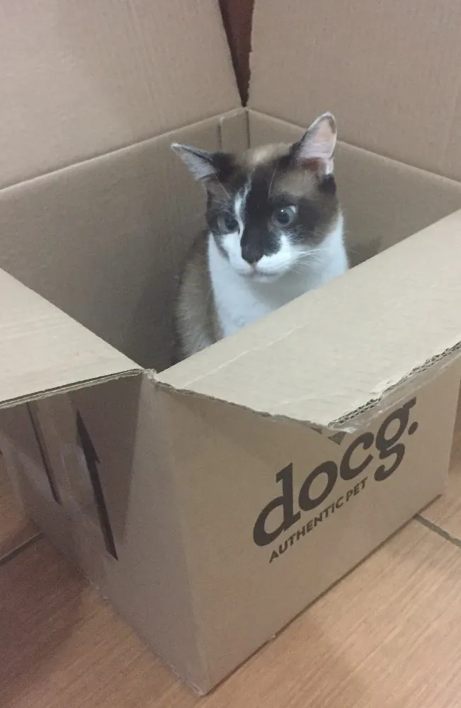 Gato ra a SRD idade 2 anos nome Calvin/ Boris/ Amora