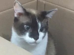 Gato raça SRD idade 2 anos nome Calvin/ Boris/ Amora