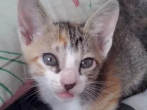Gato raça SRD idade 2 a 6 meses nome s/ nome