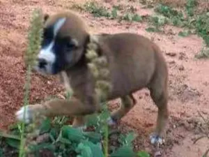 Cachorro raça Vira lata idade 2 a 6 meses nome Sem nome