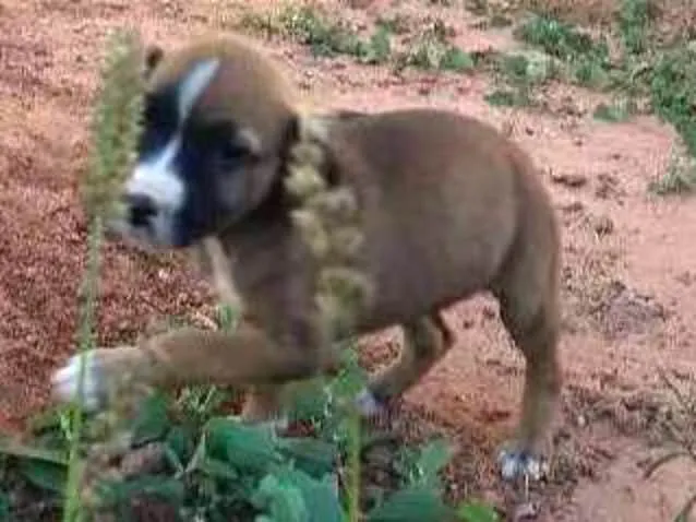Cachorro ra a Vira lata idade 2 a 6 meses nome Sem nome