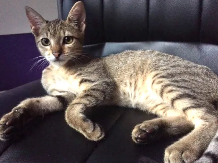 Gato ra a Não sei  idade 2 a 6 meses nome Tigrinha 