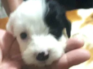 Cachorro raça Mestiça pudle idade Abaixo de 2 meses nome Princesa