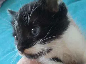 Gato raça srd idade Abaixo de 2 meses nome CHICO