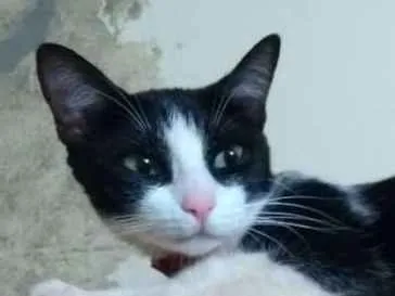 Gato ra a srd idade 1 ano nome PÉROLA