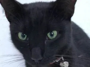 Gato raça srd idade 2 anos nome Bartolomeu