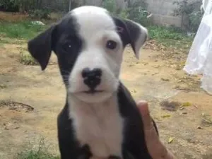 Cachorro raça rnd idade Abaixo de 2 meses nome Filhote