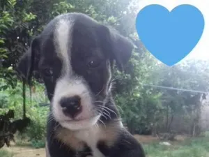 Cachorro raça RND idade Abaixo de 2 meses nome Filhote