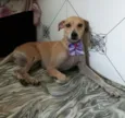 Melpatinha
