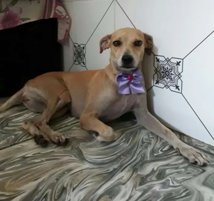 Cachorro ra a SRD idade 1 ano nome Melpatinha