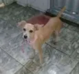 Melpatinha