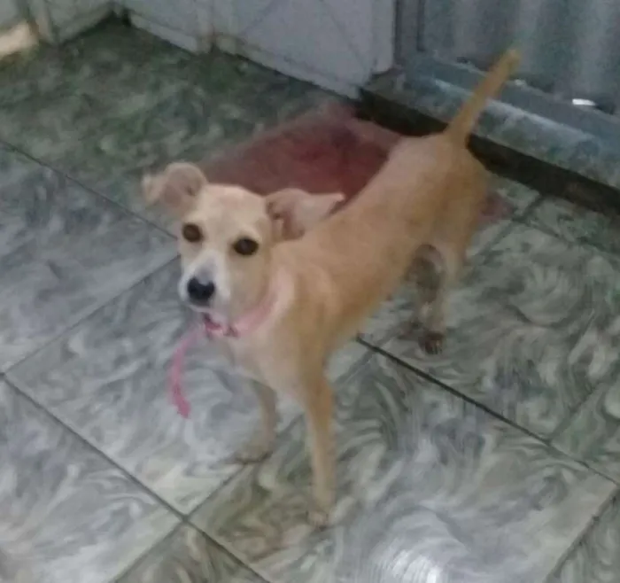 Cachorro ra a SRD idade 1 ano nome Melpatinha