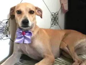 Cachorro raça SRD idade 1 ano nome Melpatinha