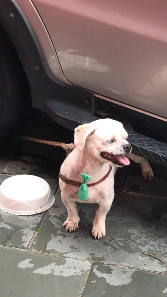 Cachorro ra a Shintzu idade 5 anos nome  Bolota 