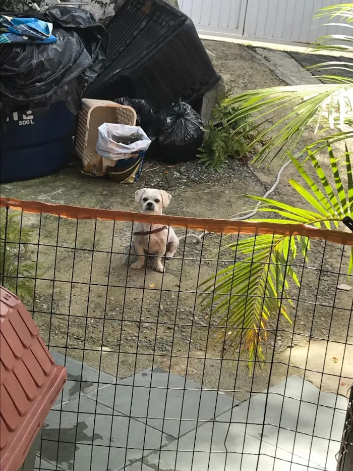 Cachorro ra a Shintzu idade 5 anos nome  Bolota 
