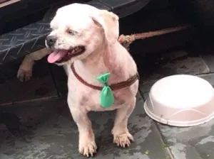 Cachorro raça Shintzu idade 5 anos nome  Bolota 