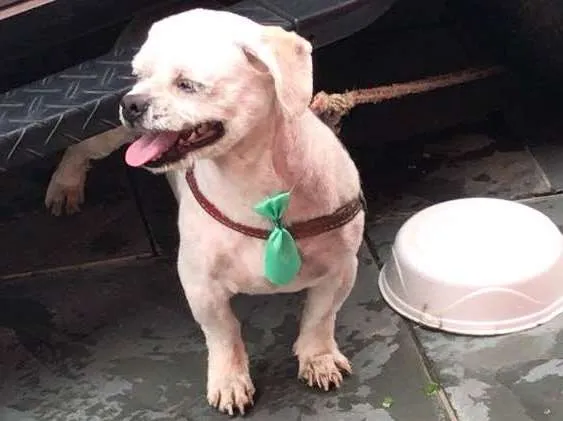 Cachorro ra a Shintzu idade 5 anos nome  Bolota 