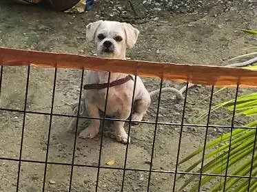 Cachorro ra a Shintzu idade 5 anos nome  Bolota 