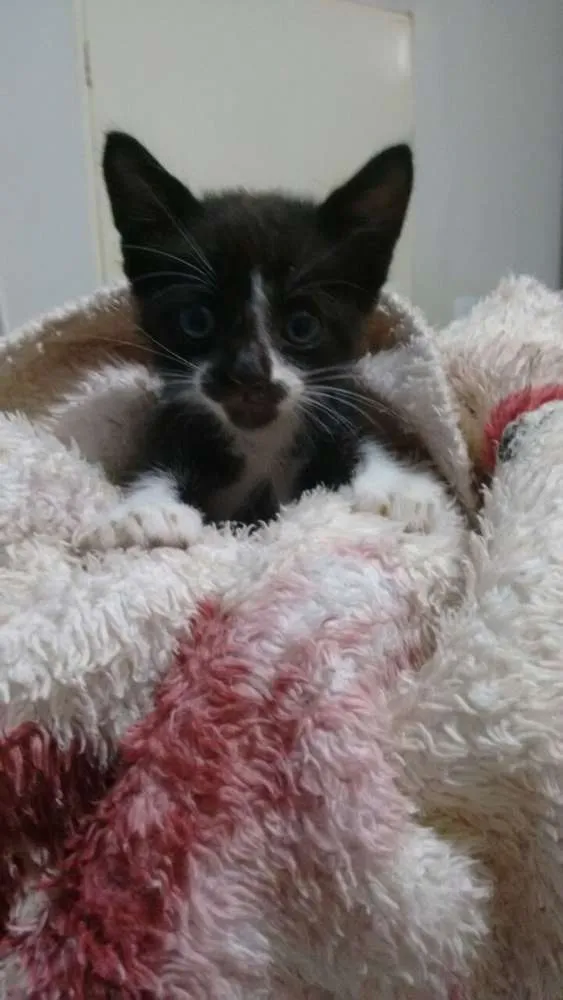 Gato ra a srd idade Abaixo de 2 meses nome não tem nome