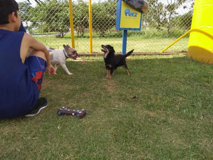 Cachorro ra a SRD idade 2 anos nome Suzy