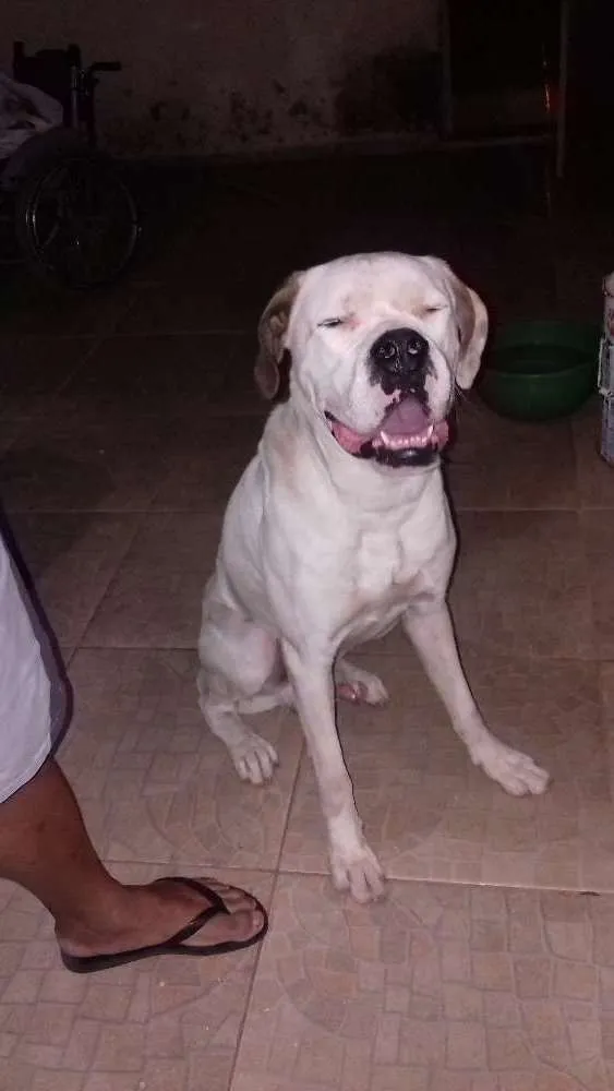 Cachorro ra a São Bernardo junto com boxer idade 3 anos nome King 