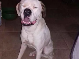 Cachorro raça São Bernardo junto com boxer idade 3 anos nome King 