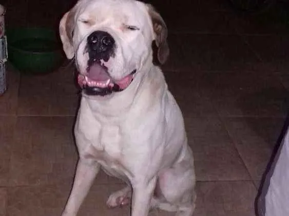 Cachorro ra a São Bernardo junto com boxer idade 3 anos nome King 