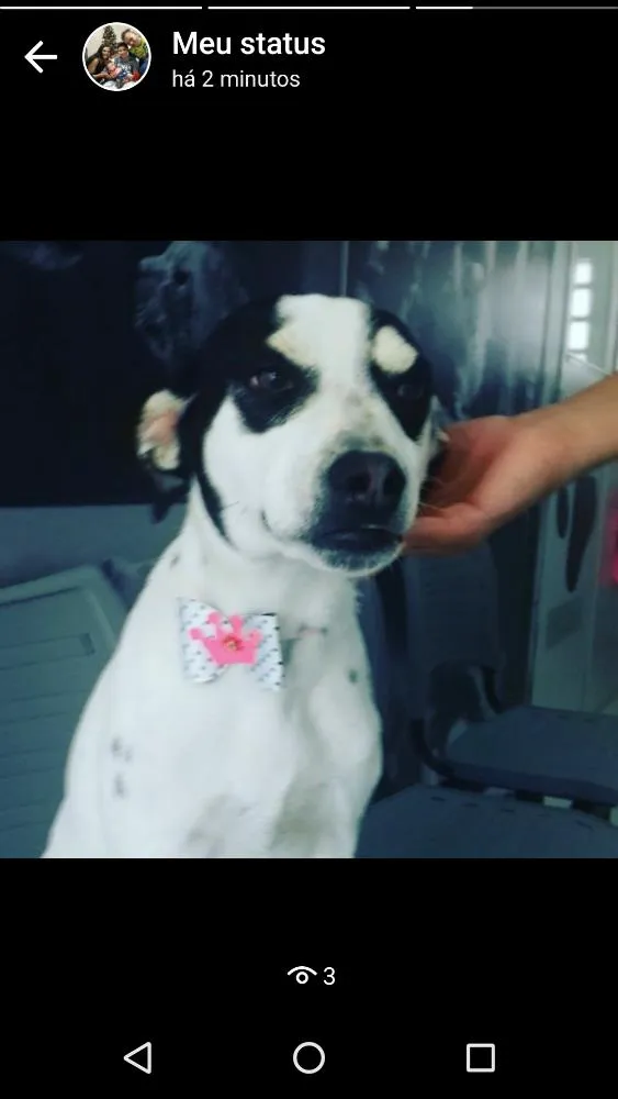 Cachorro raça Vira lata idade 1 ano nome Graxinha